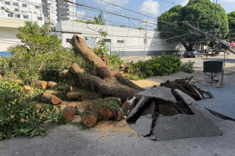 Árvore cai na travessa 14 de Março, destrói asfalto e atinge poste em Belém